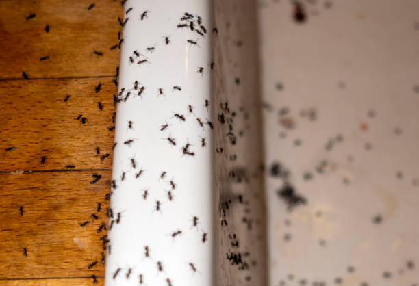Best Residential Pest Control  in Mulberry, AR