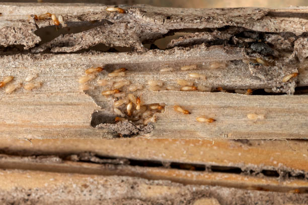 Best Best Pest Control Companies  in Mulberry, AR